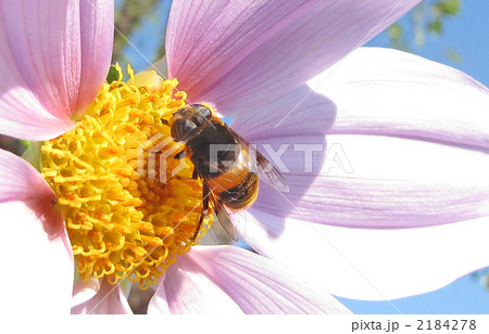 皇帝ダリアと花アブ 2184278