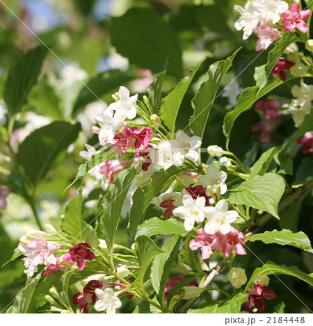 ハコネウツギ 2184448