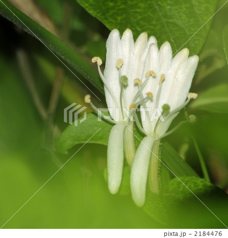 スイカズラ 2184476