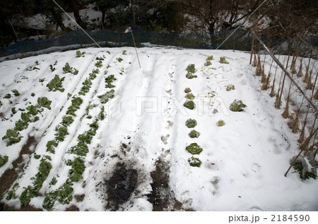 畑(雪) 畑(雪) 2184590