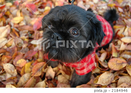 うるうる 2184946