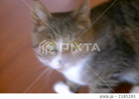 素早い動きの子猫 2185283