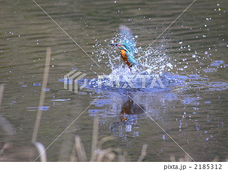 魚をくわえて水面を飛上がるカワセミ 魚をくわえて水面を飛上がるカワセミ 2185312