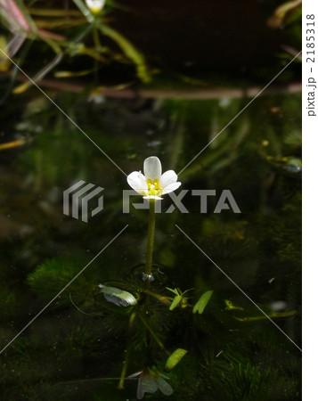 カボンバの花の写真素材