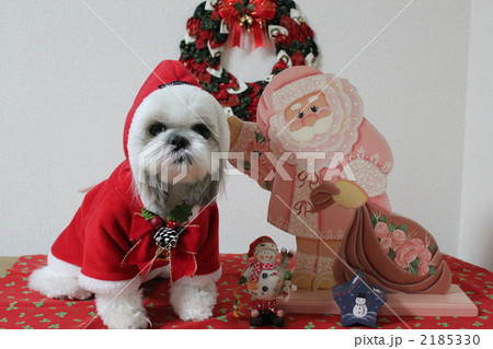 シーズー犬クリスマス写真 シーズー犬クリスマス写真 2185330
