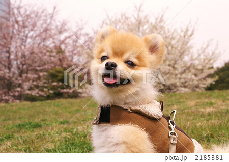 ぽんたのお花見２ 2185381