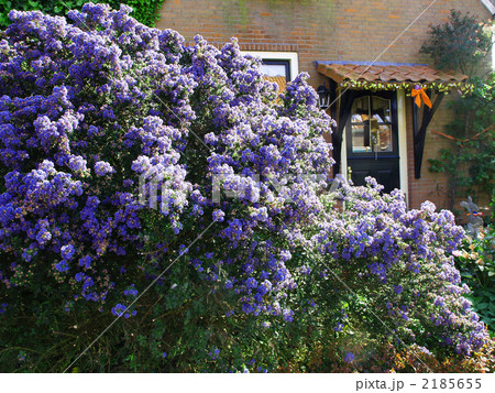 海外民家　セアノサス　ソリチャ　オランダ 2185655
