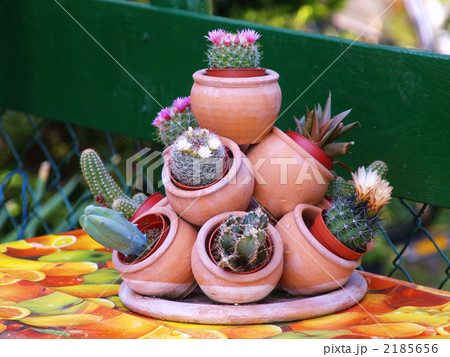 サボテン　寄せ植え　オランダ 2185656