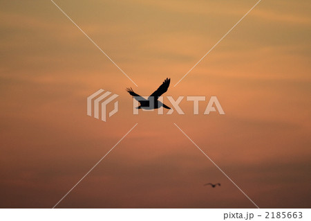 ペリカンの飛翔 2185663