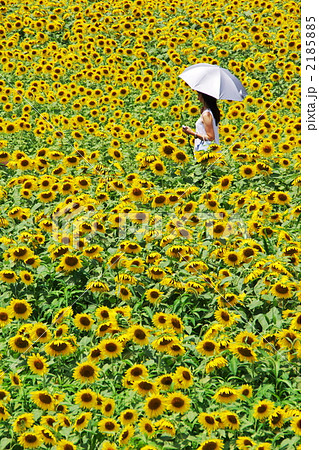 ひまわり畑 2185885