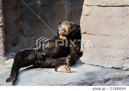 仰向けに寝そべるマレーグマ 天王寺動物園の写真素材