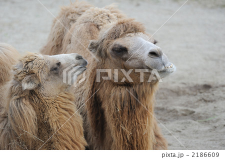 フタコブラクダの親子 天王寺動物園 フタコブラクダの親子 天王寺動物園 2186609