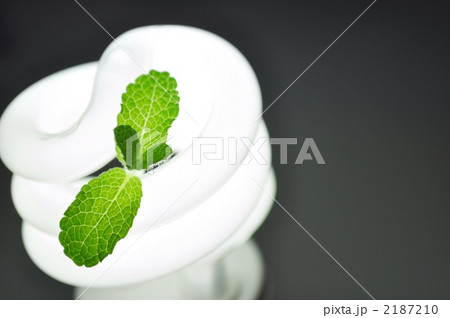 蛍光灯とアップルミント_植物 2187210