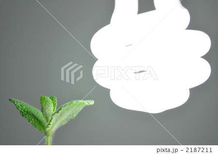 蛍光灯とアップルミント_植物 2187211