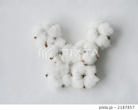 コットンシャツ（横　中央） 2187857