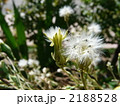 夢は風に乗って・・ 2188528