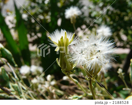 夢は風に乗って・・ 2188528