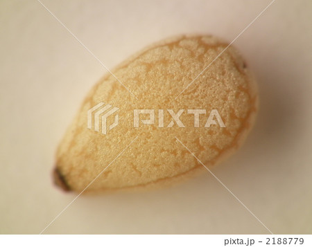 胡麻のマクロ 2188779