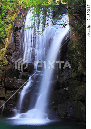 桑の木の滝 2189017