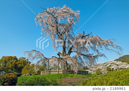 圓山公園　枝垂れ櫻　全景 2189961