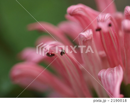 サンゴバナの花 2190018