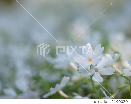 シバザクラの花 2190020