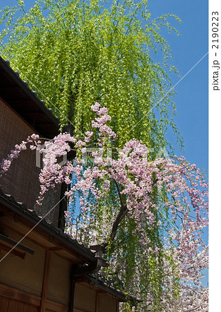 東山　祇園白川の桜と柳　Length 2190223