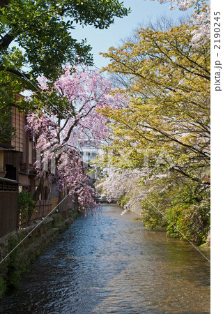 東山　祇園白川の桜 2190245