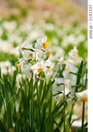 斜面に咲く水仙 斜面に咲く水仙 2191337