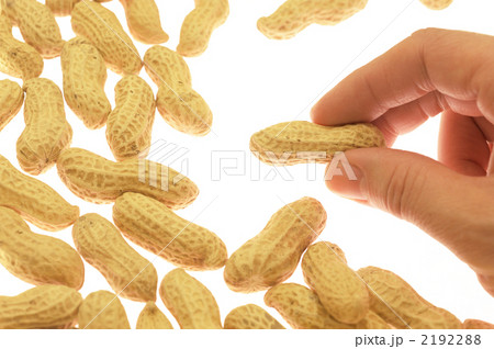 落花生を持つ手 2192288