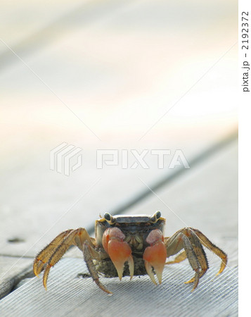 アカテガニ アカテガニ 2192372