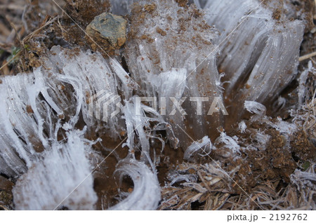 シモバシラ シモバシラ 2192762