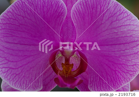 洋蘭（パフィオペディルム） 2193716