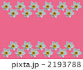 水仙の花　ピンク色背景 2193788