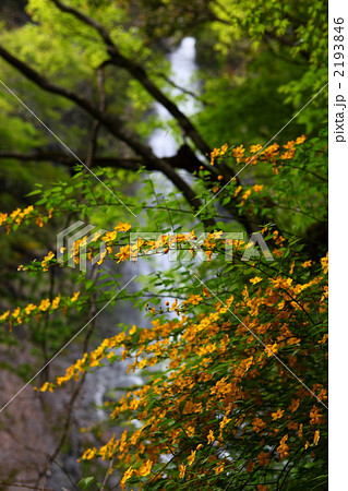 ヤマブキと天滝 2193846