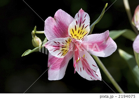 アリストロメリア 2194075