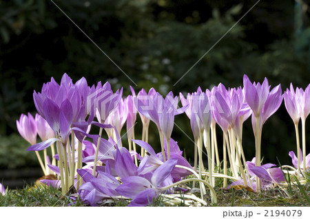 イヌサフラン 2194079