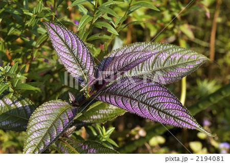 ウラムラサキ 2194081