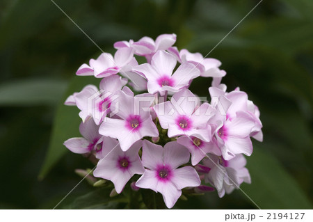 クサキョウチクトウ 2194127