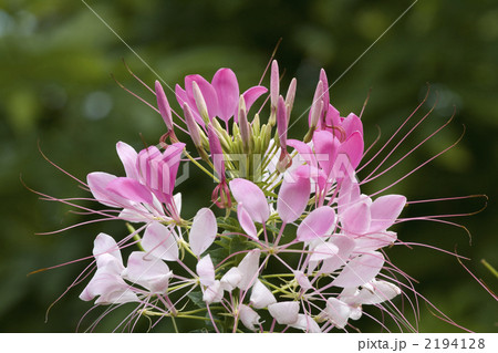 クレメオ 2194128