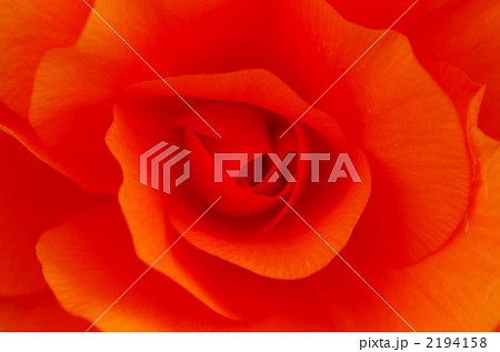 球根ベゴニア 球根ベゴニア 2194158