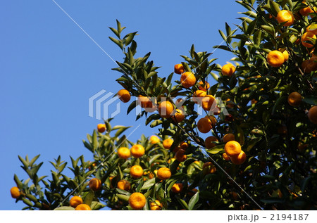 タチバナの実 2194187