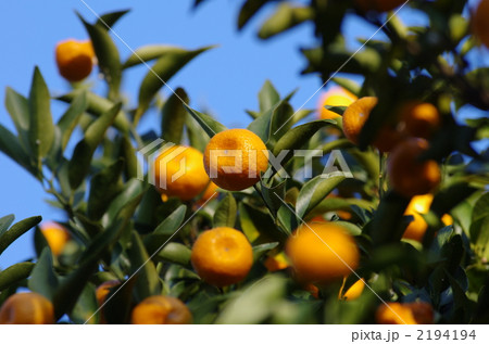 タチバナの実 2194194