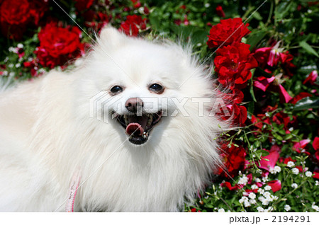 小型犬 ポメラニアン 白い犬の写真素材