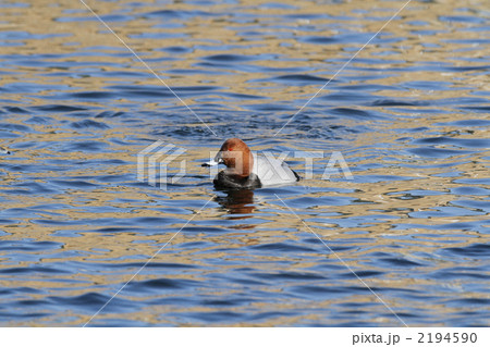 ホシハジロ（雄） 2194590