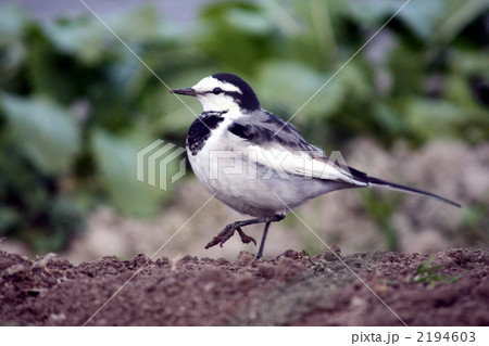 畑にやってきて人なつっこい白セキレイ 2194603