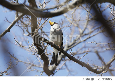 イカル イカル 2194605