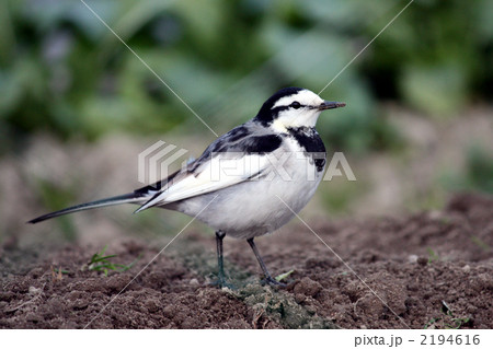 畑にやってきて人なつっこい白セキレイ 2194616