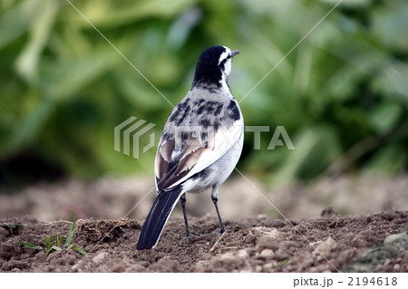 畑にやってきて人なつっこい白セキレイ 2194618
