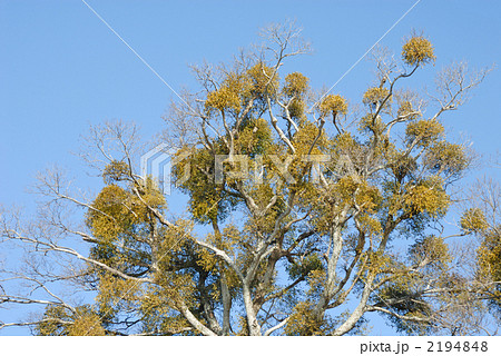 ヤドリギ ヤドリギ 2194848